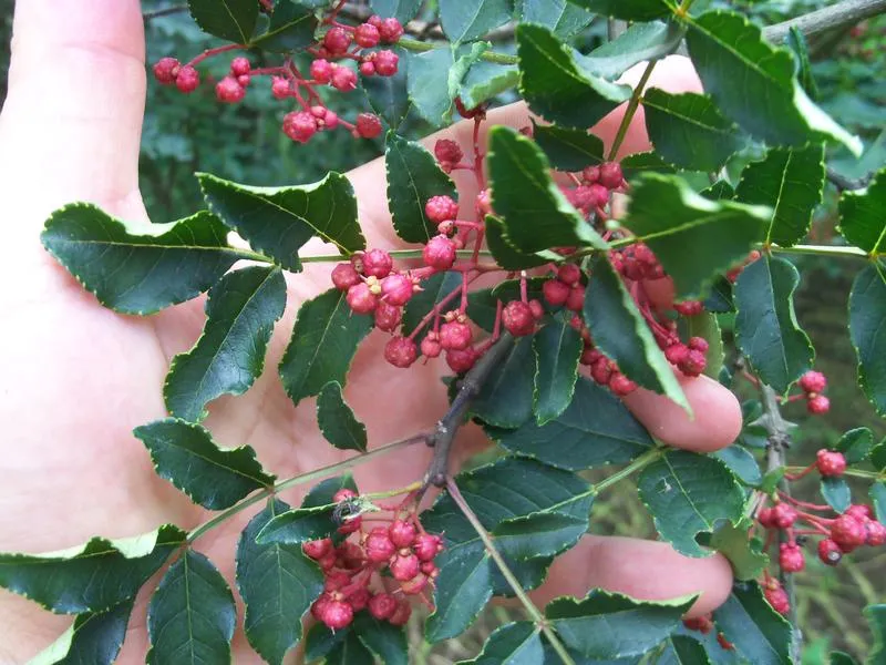 Gdzie kupić sadzonki pieprzu syczuańskiego? Sprawdź najlepsze miejsca na rynku!