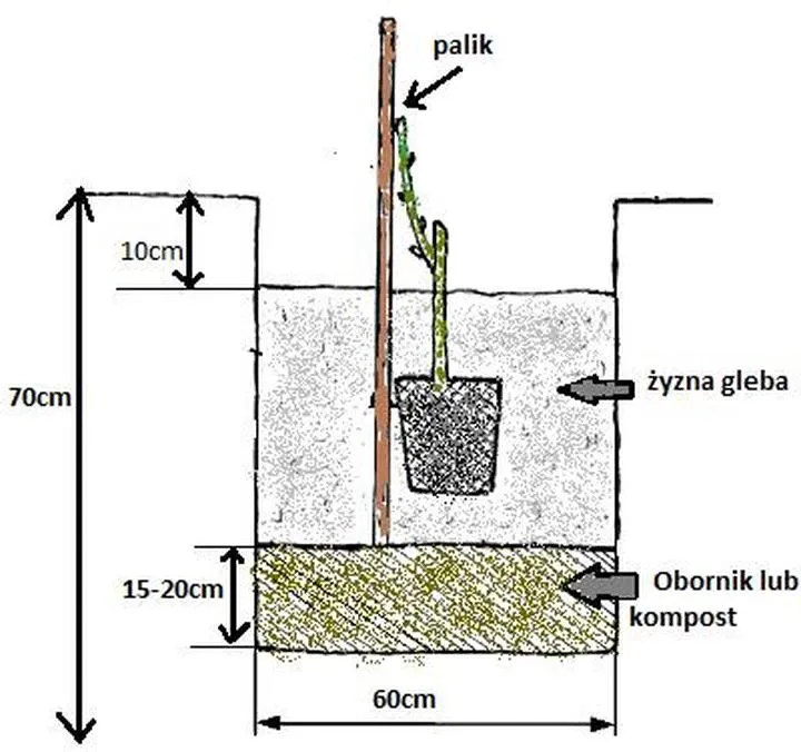 Idealny moment na sadzenie sadzonek winogron – sprawdź, kiedy to zrobić!