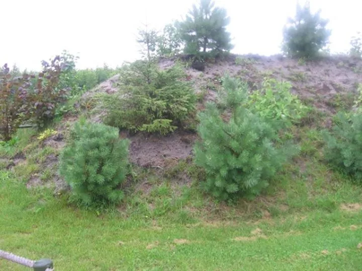 Iglaki idealne do gliniastej gleby – jakie wybrać?