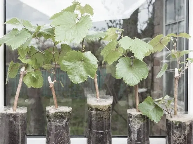 Ile kosztuje sadzonka winogrona i jak wybrać najlepszą dla swojego ogrodu?