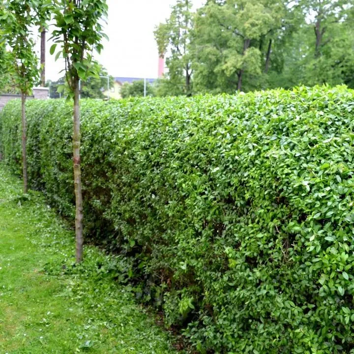 Jak samodzielnie przygotować ligustr z sadzonek – praktyczny przewodnik