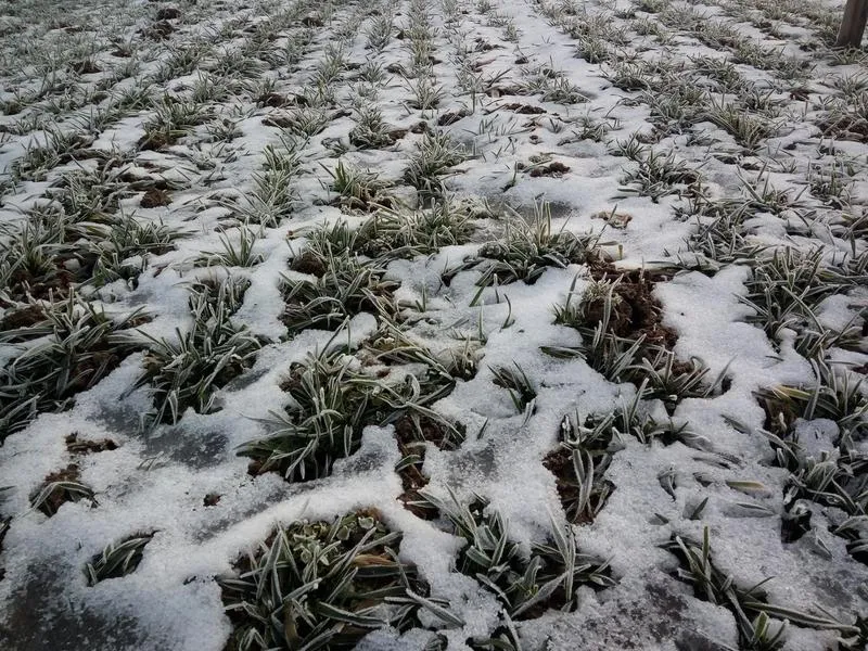 Jak skutecznie hartować rośliny – porady dla każdego ogrodnika