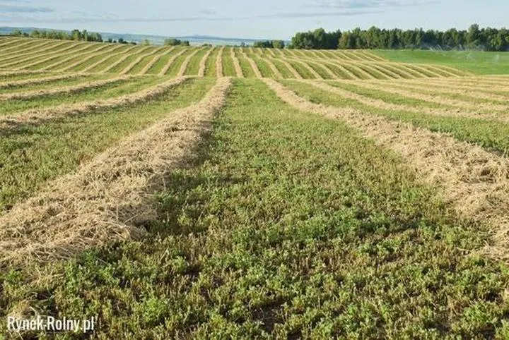 Jak skutecznie uzyskać gleby zasadowe w swoim ogrodzie?