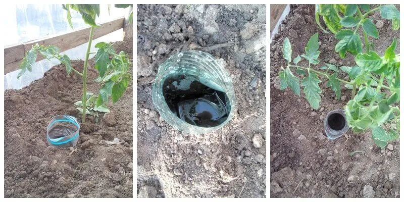 Jak skutecznie zasilać sadzonki pomidorów dla obfitych plonów?