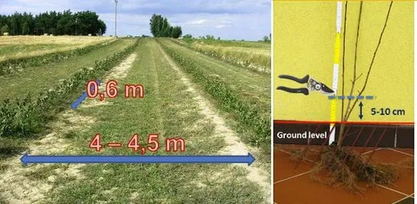 Jaką ziemię wybrać do uprawy aronii? Praktyczne wskazówki dla ogrodników