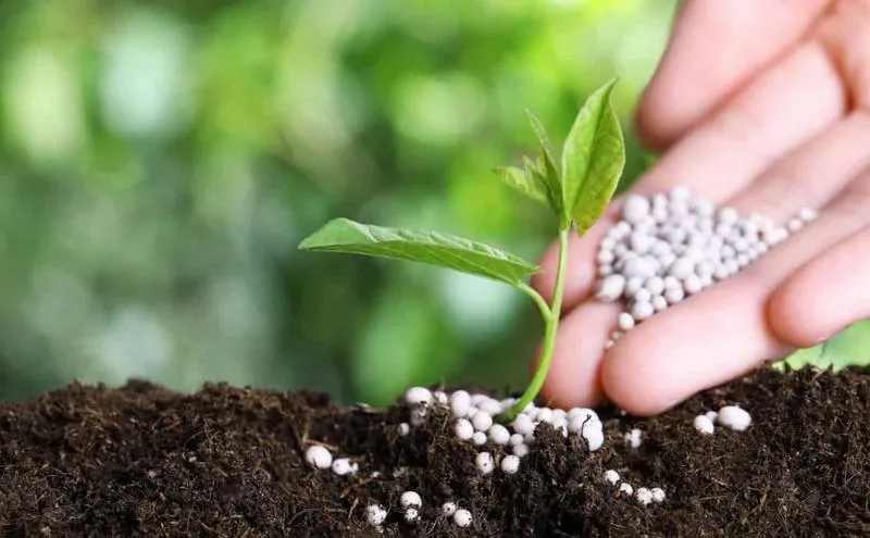 Kiedy tanieją nawozy? Sprawdź prognozy i porady dla rolników!