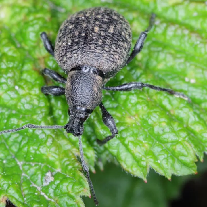 Kiedy zastosować oprysk na opuchlaki, aby skutecznie chronić rośliny?