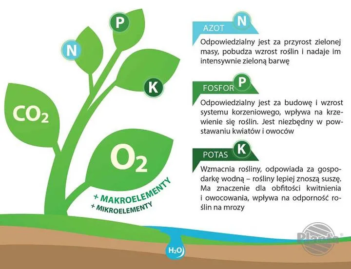 Kluczowa rola azotu dla roślin – w czym tkwi jego znaczenie?