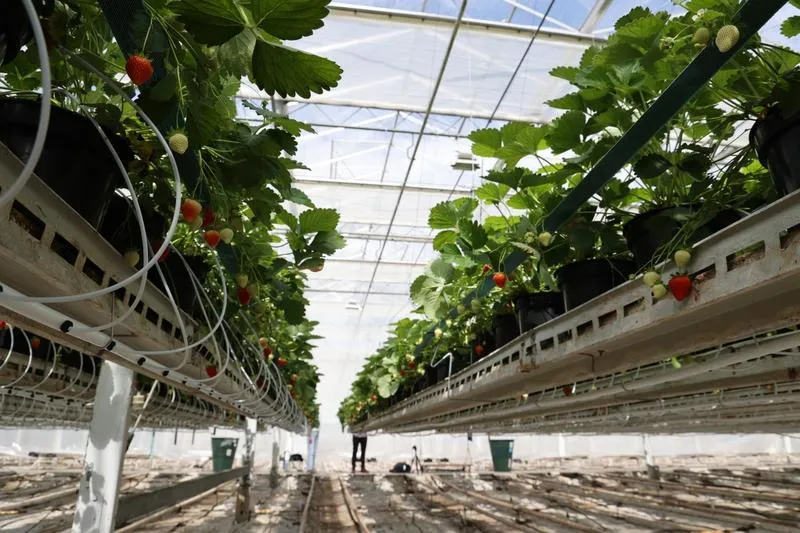 Kluczowa rola żelaza dla zdrowia roślin – dlaczego warto o nim pamiętać?