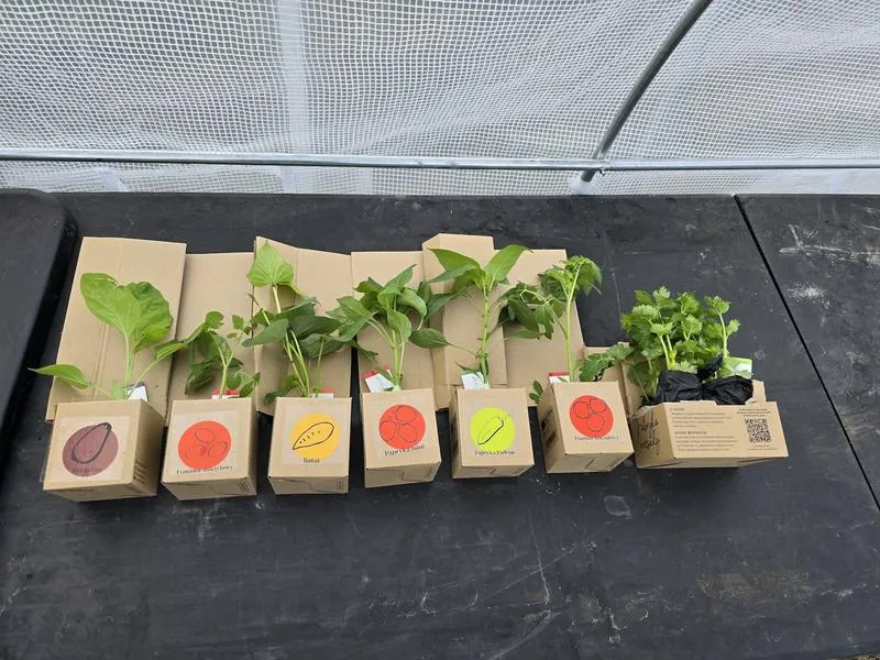 Najlepsze miejsca, gdzie kupić sadzonki warzyw na wiosenny ogród