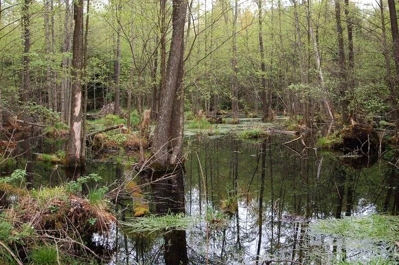 Ochrona unikalnych skarbów przyrody w rezerwacie Mazury