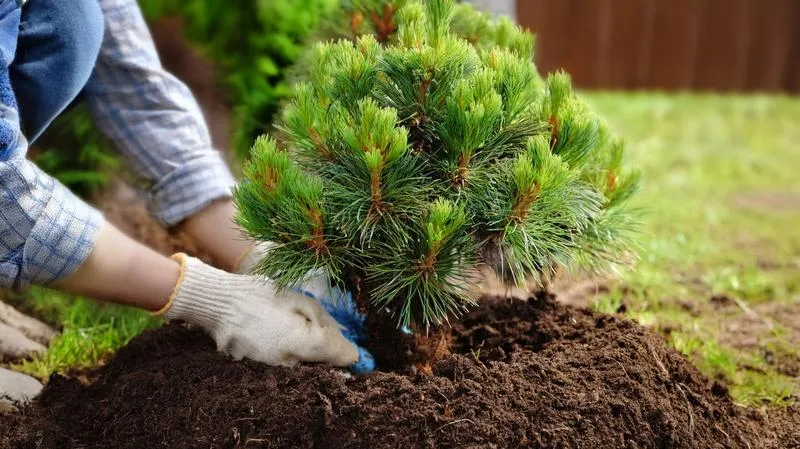 Optymalne sadzenie: ile sadzonek sosny na hektar warto posadzić?