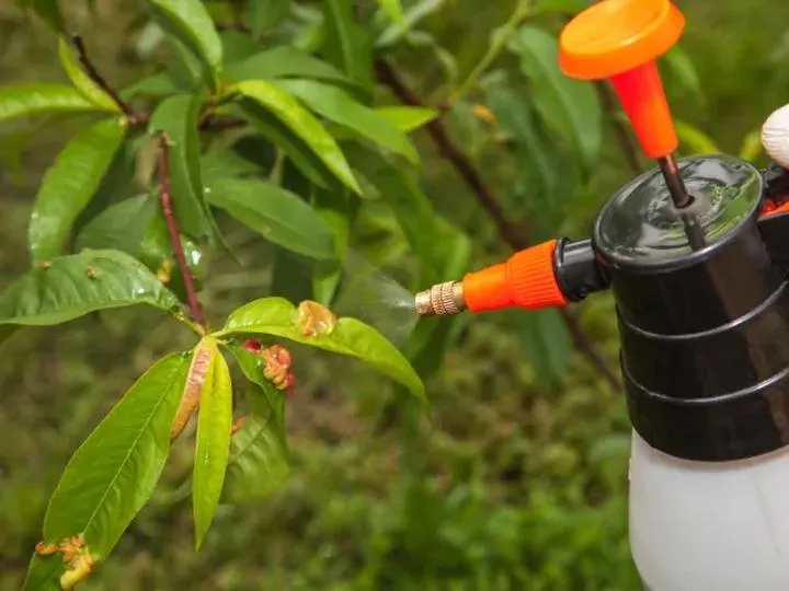 Optymalne terminy na opryski brzoskwini — kiedy warto je przeprowadzać?