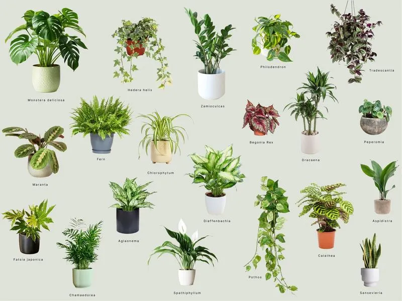 Oto rośliny, które ukochają Twój dom i stworzą w nim harmonię