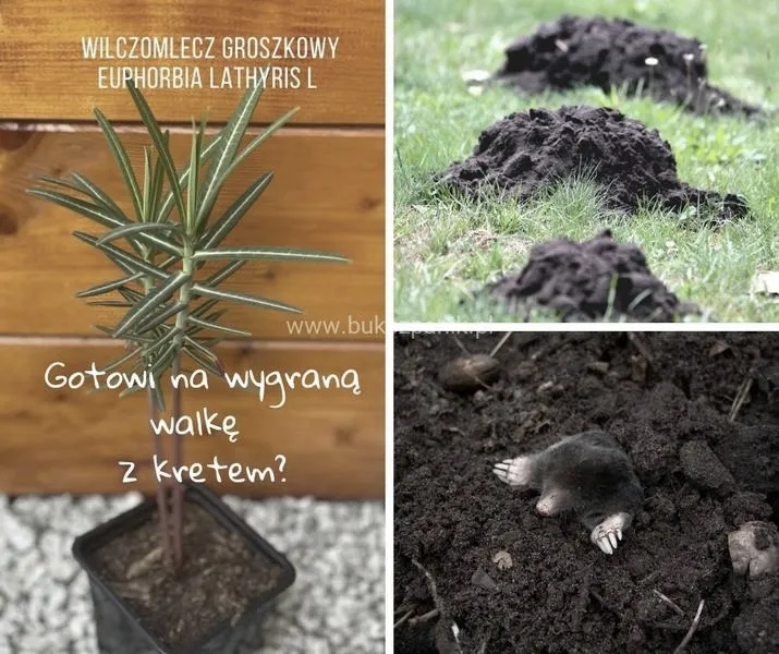 Rośliny, których krety unikają: sprawdzone gatunki do ogrodu