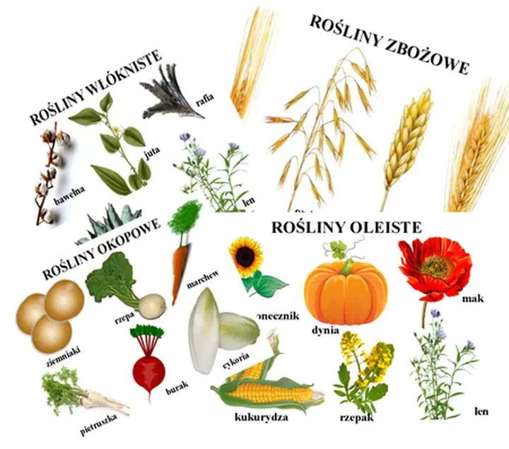 Rośliny okopowe: Niezastąpione zasoby w naszej kuchni i ogrodzie