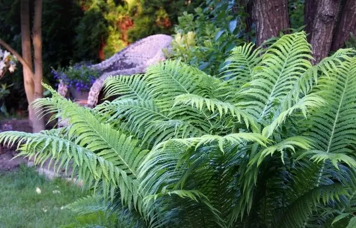 Rośliny zarodnikowe – odkryj fascynujący świat ich różnorodności i znaczenia