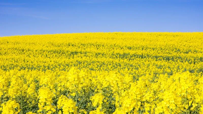 Rzepak – niezwykła roślina o wielu zastosowaniach