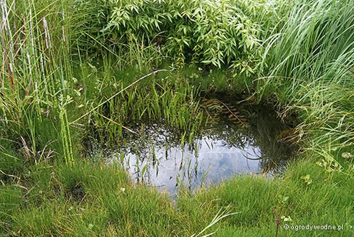 Sadzawka w sercu przyrody – czy to składnik naturalnego ekosystemu?