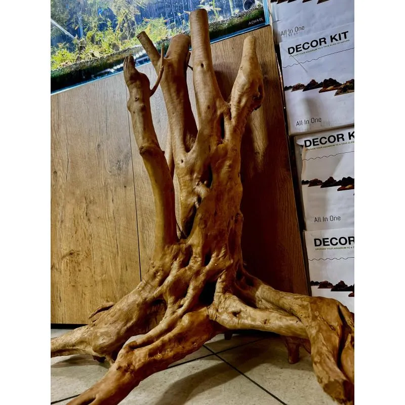 Sekrety leczniczych korzeni: odkryj roślinę, która zrewolucjonizuje twoje zdrowie