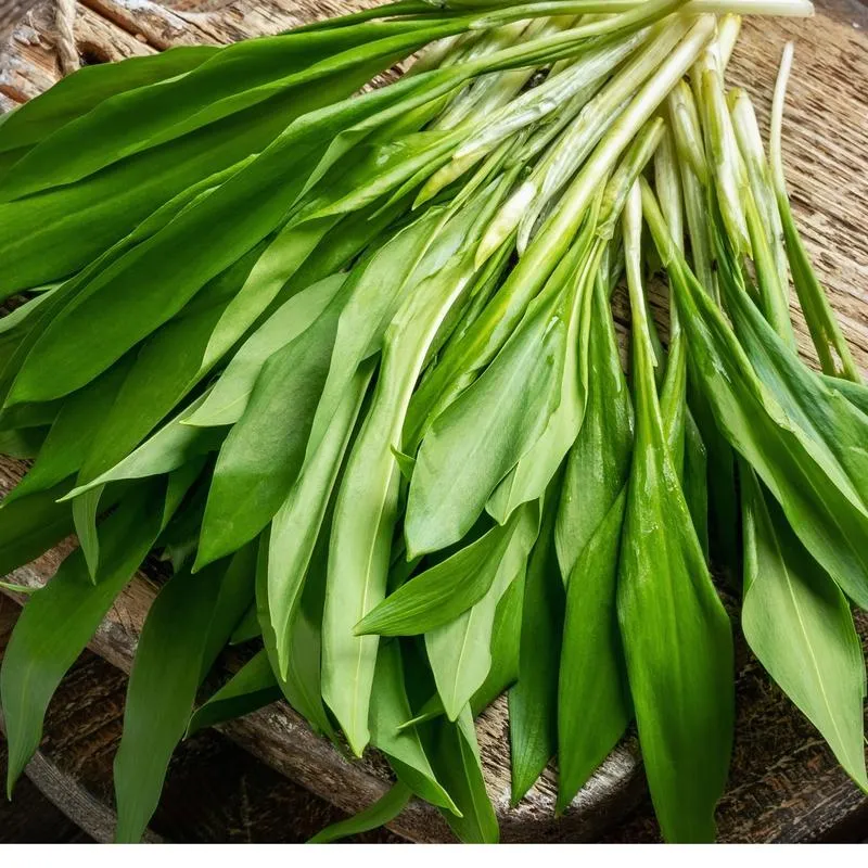 Sekrety udanego plonu - jak przygotować glebę pod czosnek, by cieszyć się obfitością smaków