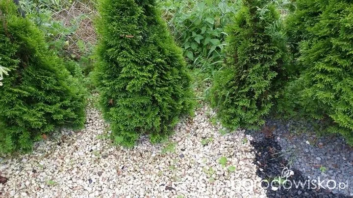 Skuteczne metody na chwasty w tujach – jaki oprysk wybrać?