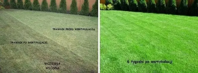 Wertykulacja trawnika: kiedy najlepiej ją przeprowadzić – po koszeniu czy przed?