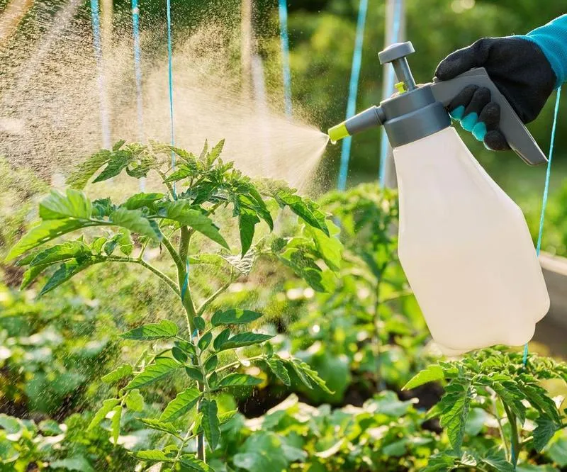 Alternarioza pomidorów objawy i różnice