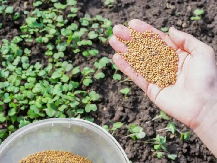 Ceny nawozów w rolnictwie