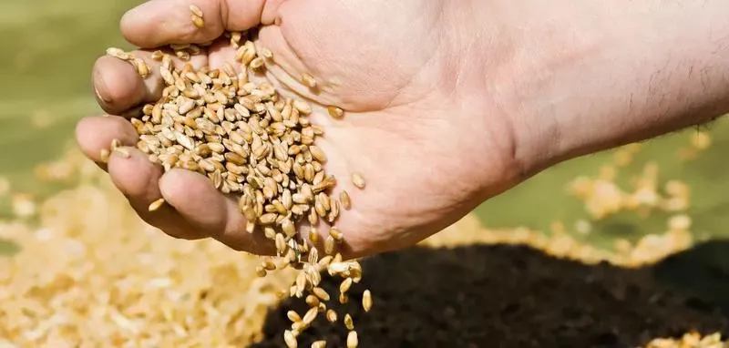 Czynniki wpływające na plony