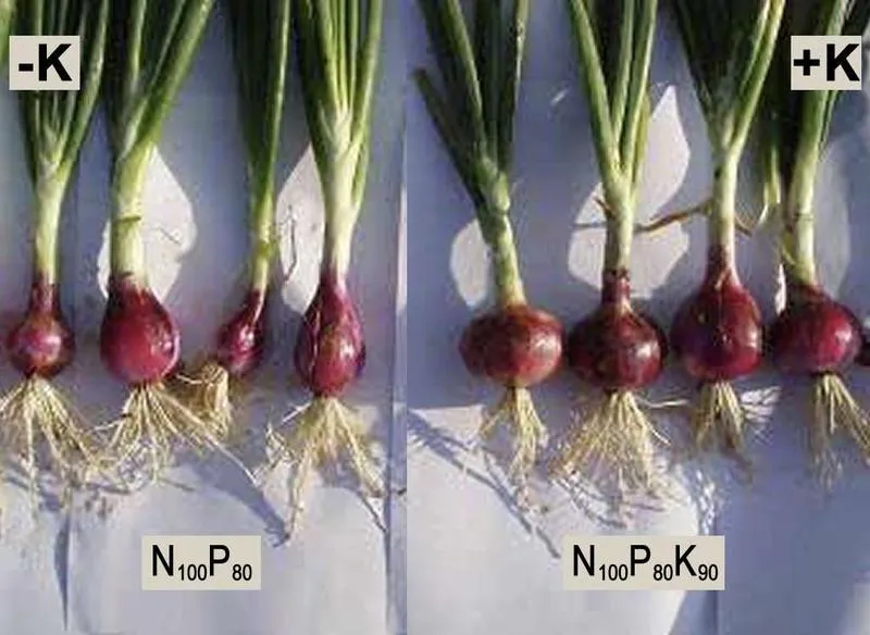 Domowy nawóz organiczny