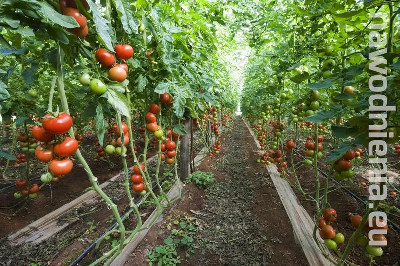 Ekologiczne nawozy do pomidorów