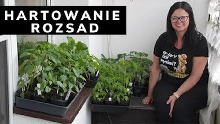 Hartowanie rozsady krok po kroku