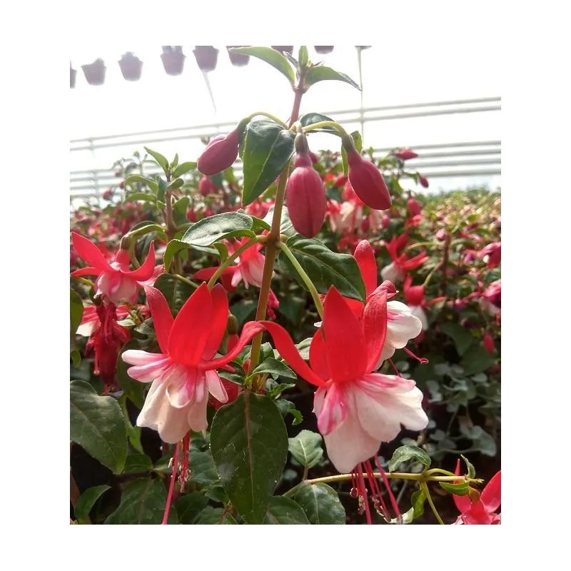 Idealne warunki wysiewu fuksji