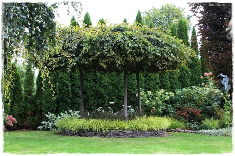 Iglaki do gliniastej gleby