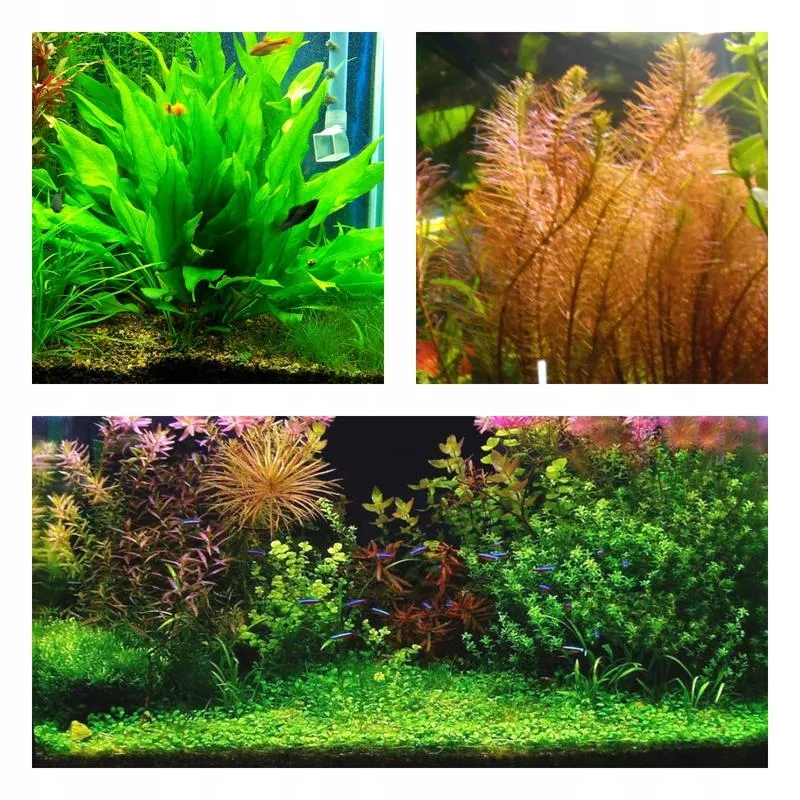 Jak sadzić rośliny akwariowe krok po kroku