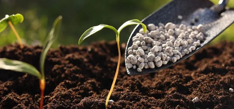 Kluczowe składniki nawozowe