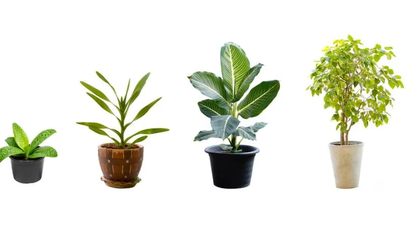 Kwiaty do harmonijnego wnętrza