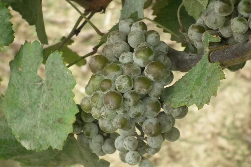 Mączniak winogron skuteczne metody