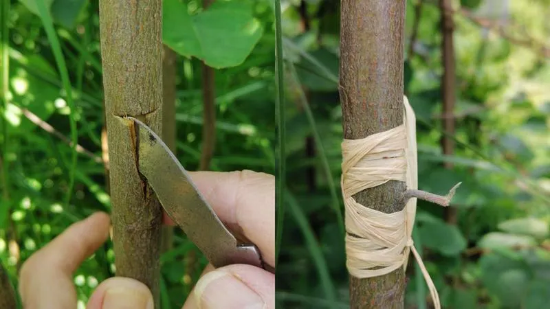Metody szczepienia krok po kroku