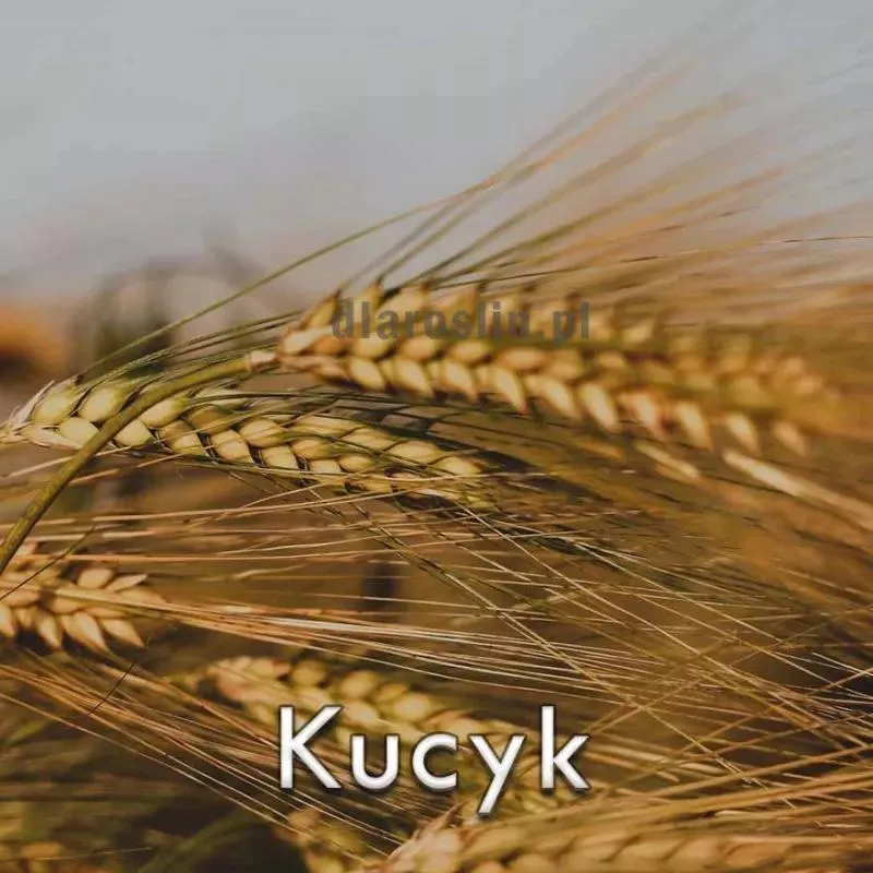 Metody uprawy jęczmienia