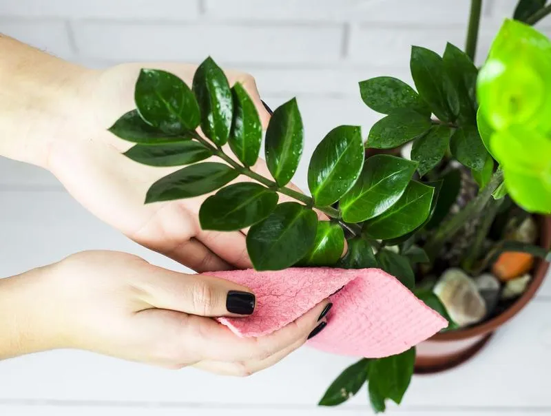 Mycie liści roślin doniczkowych