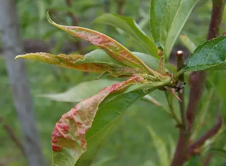 Najczęstsze choroby brzoskwini i zwalczanie