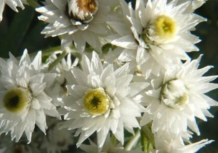 Naturalna alkalizacja gleby