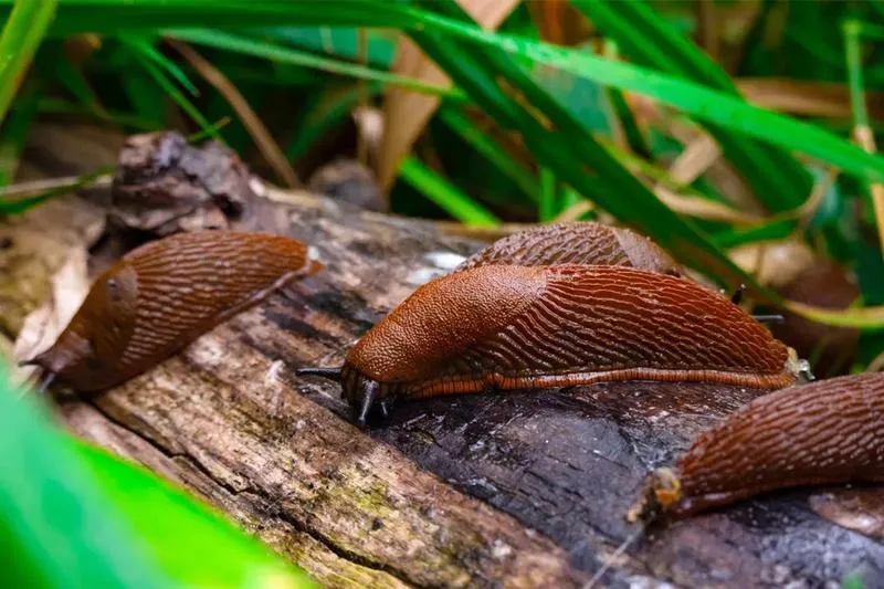 Naturalne metody walki ze ślimakami