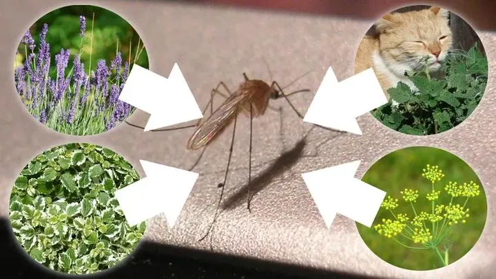 Naturalne sposoby na insekty