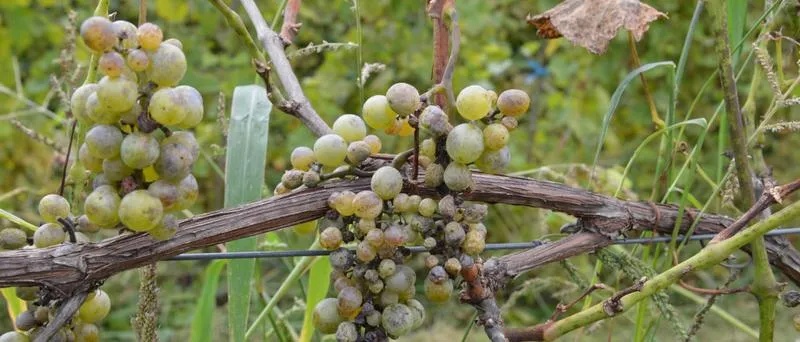 Naturalne sposoby na mączniaka