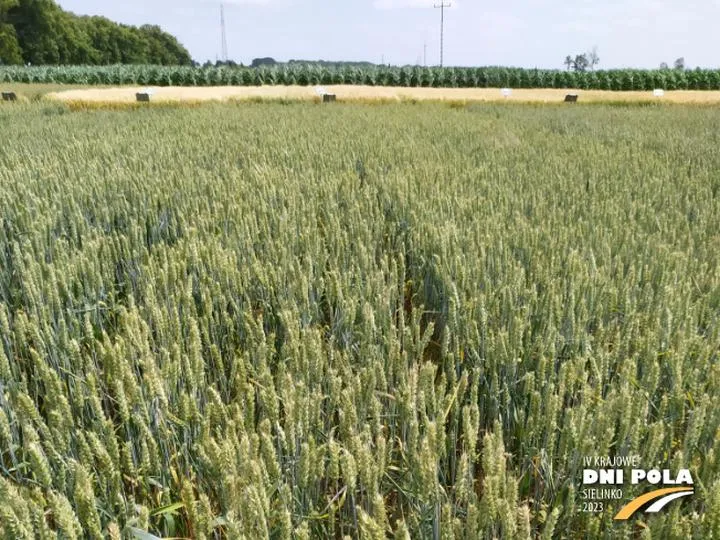 Nawożenie pszenicy jarej