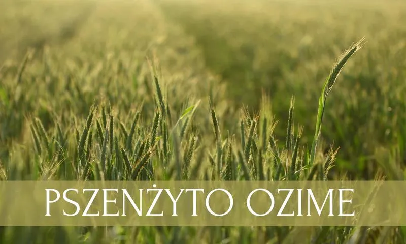 Nawożenie pszenżyta ozimego