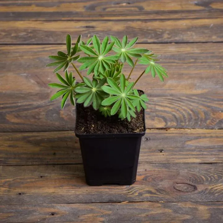 Opakowania dla sadzonek